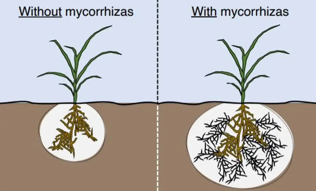 Is Mycorrhizal Fungi Good for All Plants?