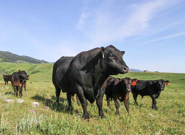Wyoming Angus Bulls